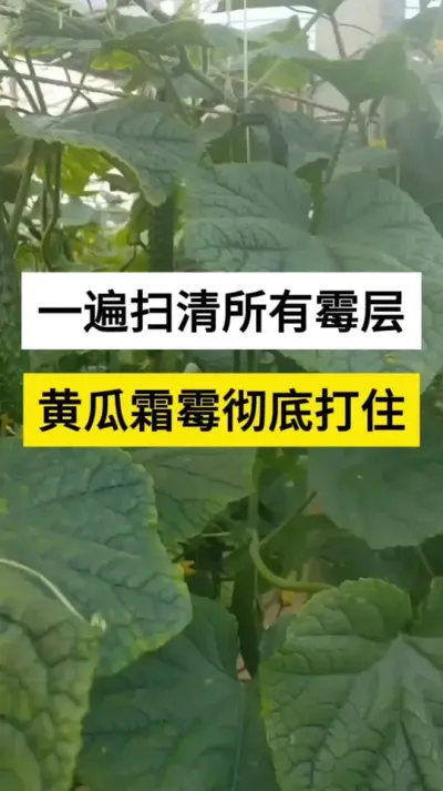 һɨùƹ˪ù״ס #˪ù #˪ù #ƹݪֲ #ũ #ũ