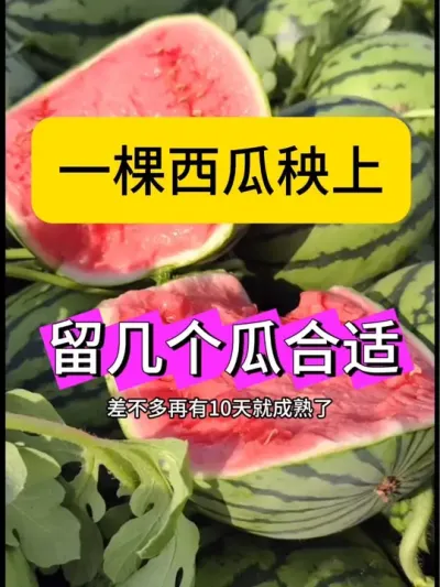 #抖音助农扶农 #三农种植 #抖音三农热点
