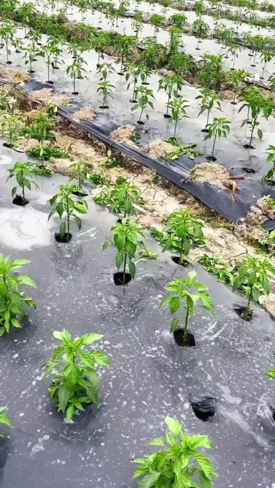 辣椒定植半个月左右怎么管理#三农种植 #辣椒种植技术 #农业种植