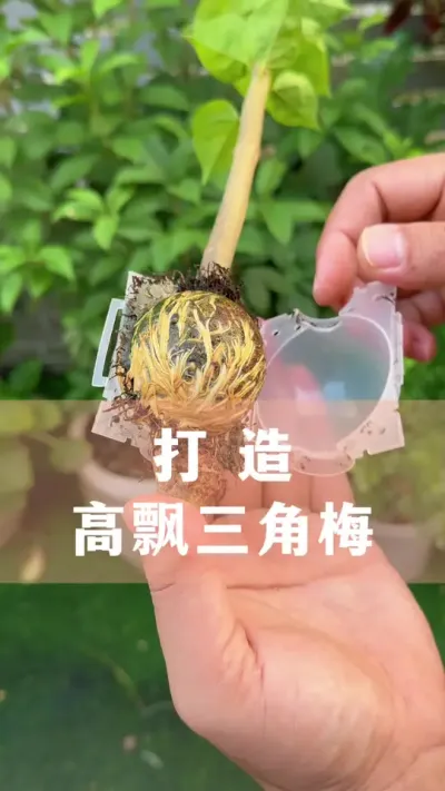 ÷֦ͿƯĸƮ÷#÷ #ֲ #С֪ʶ