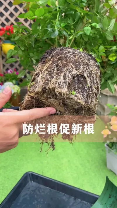 ֲøڿ֦³ӵҪǷø¸#ֲ #С֪ʶ