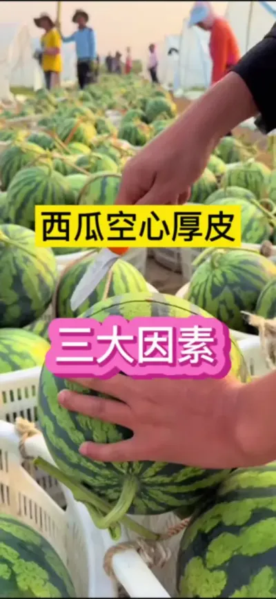 #ũҵݪֲ #ũҵݪֲ #ũ