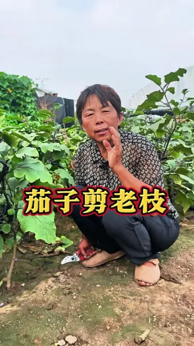 ڸ¸ʪֵҲڿ԰֦ʹ֦ѿ½# #ũ #ӹ #߲ #ݪֲС @С @DOU+С @DOU+