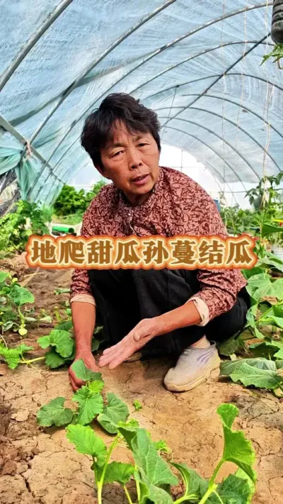 地爬甜瓜孙蔓结瓜才能结的多，你的甜瓜管理了吗#甜瓜 #甜瓜管理 #甜瓜种植 #三农 #蔬菜杨大姐 @抖音创作小助手 @DOU+小助手 @DOU+上热门