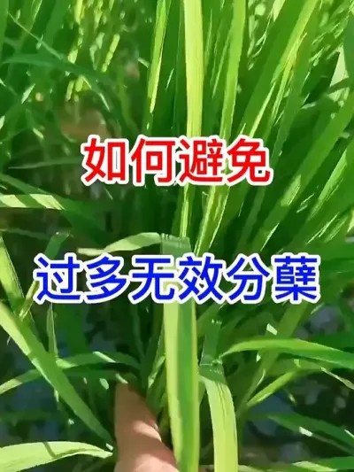 ֹЧ #ũ֧ũ #ũҵݪֲ #ݪֲС #ˮݪֲ #ũҵ֪ʶ