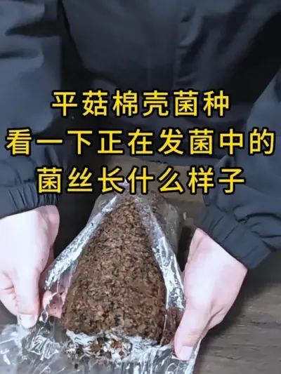 ƽ޿Ǿеľ˿ʲô#ƽݪֲ #ƽ #ʳþݪֲ #ݪֲ