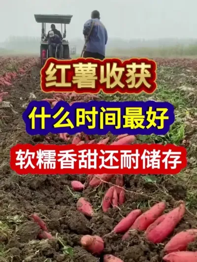 红薯收获什么时间最好软糯香甜还耐储存 #红薯种植 #红薯收获 #农业种植 #种植小技巧 #分享农业知识帮农民增产增收