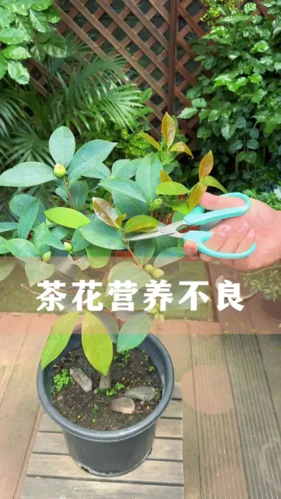 Ҫ軨úڲҪ#軨 #ֲ #С֪ʶ