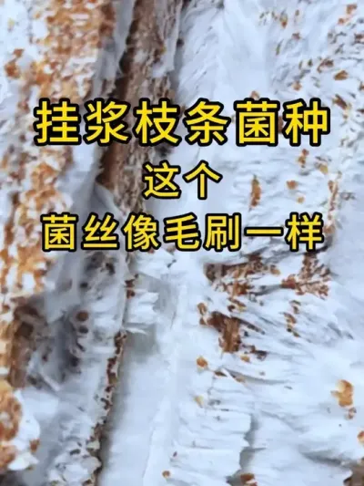 ƽ֦ѡҽ˿ëˢһִ#ƽݪֲ #ƽ #ʳþݪֲ #ݪֲ