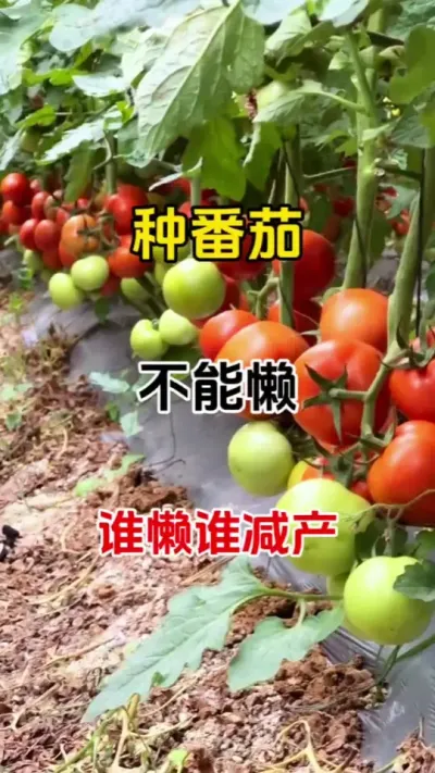 种番茄不能懒谁懒谁减产#膨果 #膨果增甜 #膨果肥