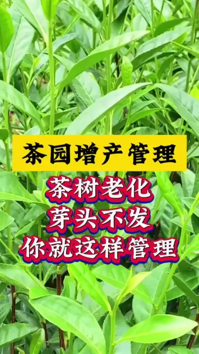 #茶树种植#茶园管理 #增产增收才是硬道理 #抖音助农