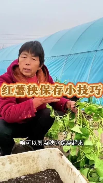 红薯秧保存小技巧#三农 #红薯种植 #红薯苗 #蔬菜杨大姐 #种植小技巧@抖音创作小助手 @DOU+小助手 @DOU+上热门