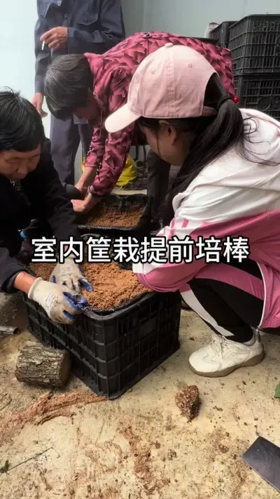 ݪֲǰ #ݪֲ #ݪֲ#ҩݪֲ @С