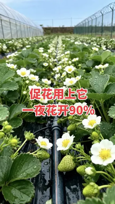 草莓促花用上它，花多果多产量高#促花#三农#草莓