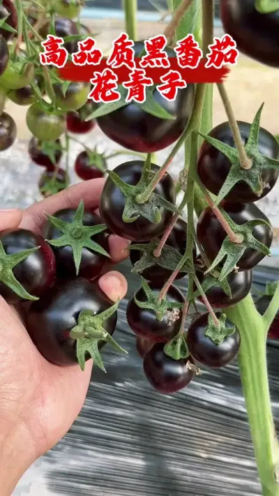 ƷʺڷѻӪƷ߲#ݪֲ #ũݪֲ # #ǿƼ #ũҵ