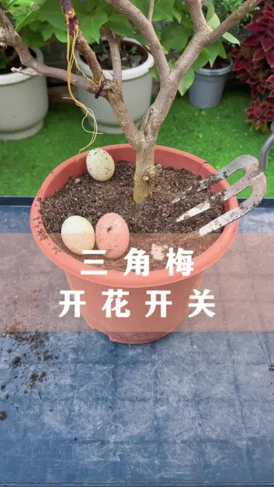 û÷Ż#÷ #ֲ #С֪ʶ