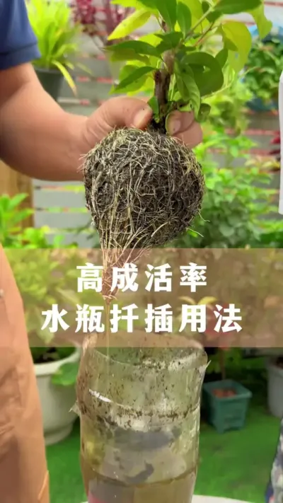 ÿȪˮƿǤֲ3߳ɻҪ#ֲ #Ǥ #С֪ʶ