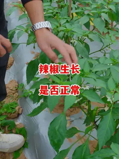 ԺжǷ#ݪֲ # #С #߽ #ũ2025