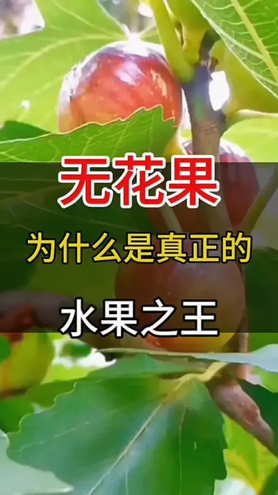 Ϊʲô޻ˮ֮#ͥݪֲ#޻