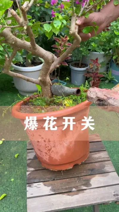 ҪҪ֪#ֲ #С֪ʶ #İ