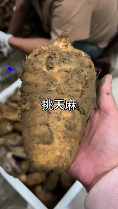 չ #ũݪֲ #ũ #ҩݪֲ @С