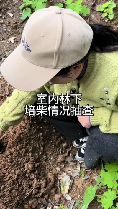  #ũݪֲ #ݪֲ #շ@С