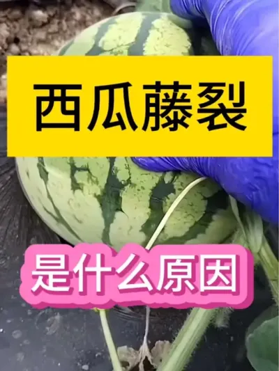#抖音助农扶农 #三农种植 #助农行动
