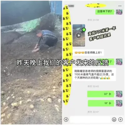 �ͻ����� ��һ��ݪֲ��С�׵�һ������������������Ϊ���Ч��զ����#��ũ #��ũ������ #�����ƹ� @����С����