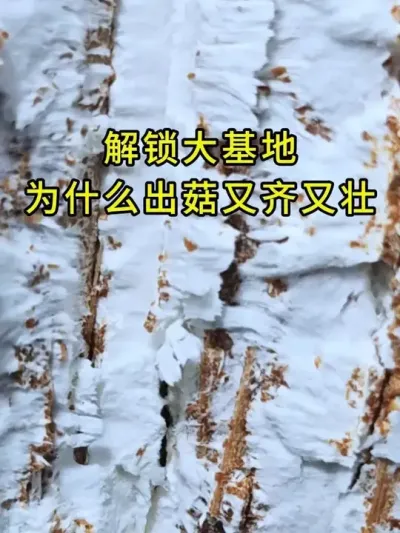 平菇种植，解锁大基地为什么出菇又齐又壮。答案就在这个小小枝条里。#平菇种植 #平菇菌种 #食用菌栽培种 #栽培种