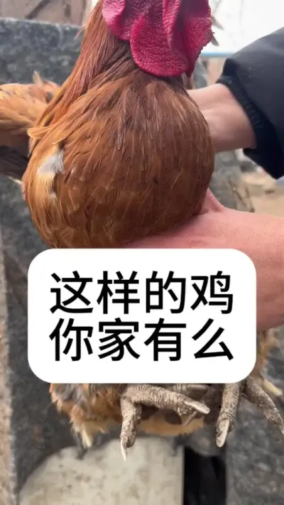 #养鸡#散养土鸡