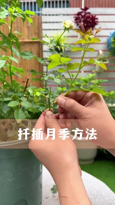 扦插月季新方法#月季 #花卉绿植 #养花小知识 #爱生活爱养花