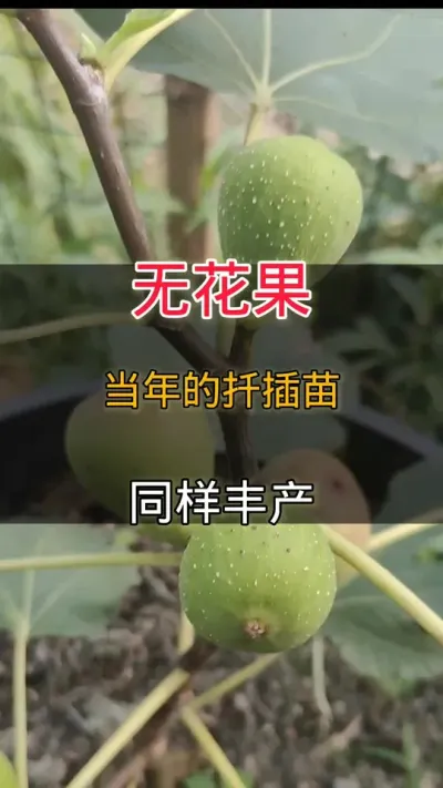 ޻ʱǤСͬ#޻#ͥݪֲ