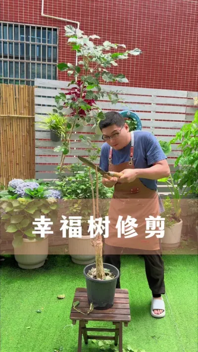 幸福树修剪#花卉绿植 #幸福树 #养花小知识 #分享养花经验