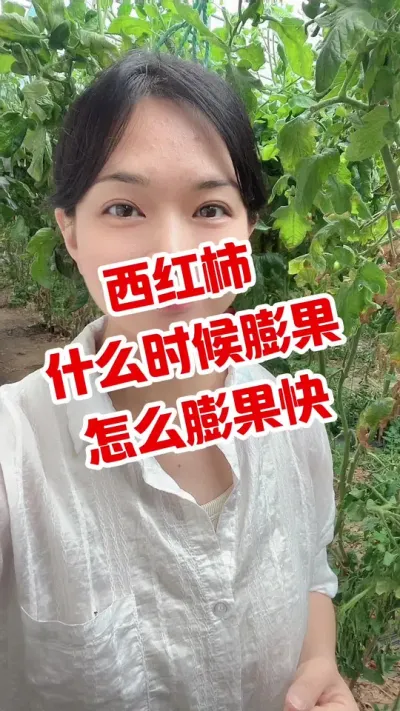 #西红柿种植 #大棚西红柿 #记录我的种植生活 #膨果 点个关注 互相学习@抖音小助手