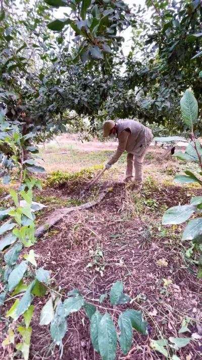 ȫóԵ÷ӴԤ#ũ #ũշͬ #Ʒ˽˶ #÷ݪֲ