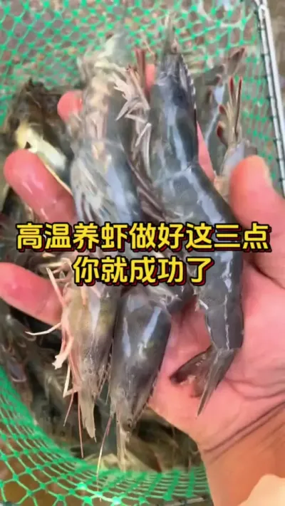 高温养虾做好这三点，你就成功了#养虾人 #对虾养殖 #南美白对虾 #嘉骏集团 #嘉骏新水产