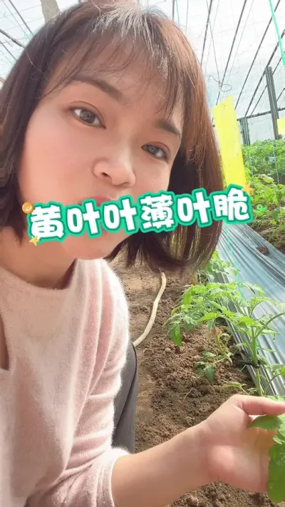 #Ҷ#Ҷ#ݪֲ##¼ҵݪֲ ҪСƳµ@С