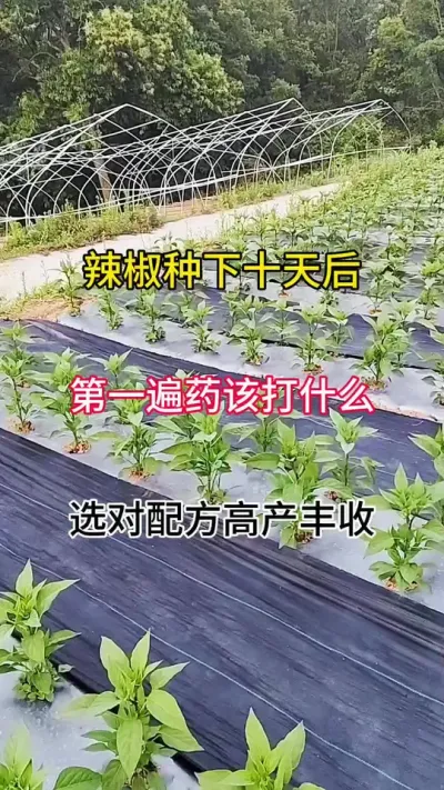 10һôʲôҩ #ũ #ũҵݪֲ #ݪֲ