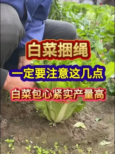 ײһҪע⼸ײ˰Ľʵ #ײݪֲ #ײݪֲ #ũҵݪֲ #ݪֲС #߲