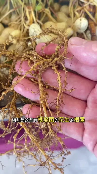 󶹻úָʶ # # #Ǿ#Ǿݪֲ #ǾݪֲҪ