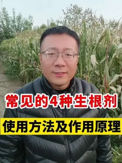 常见的4种生根剂，使用方法及增产原理！ #小麦种植 #生根剂 #生根液 #小麦高产技术 #小麦种植管理技术 @绿丰农资（马老师）