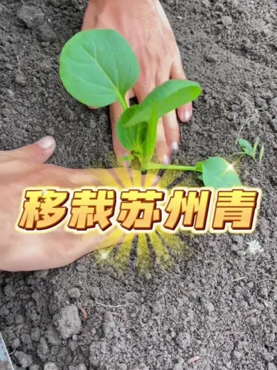 С԰~ #ݪֲС #ֲ #עһѧֲ #ҵС԰ #ԼֵĴȻɫ߲