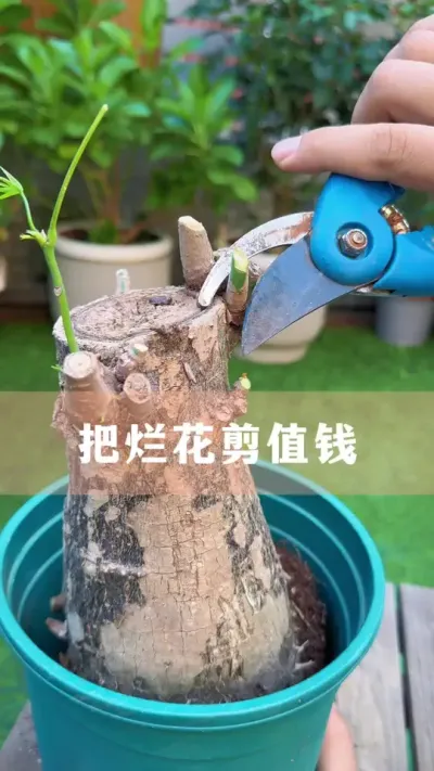 ֻҪüûҲֵܱǮ#ֲ #С֪ʶ #İ