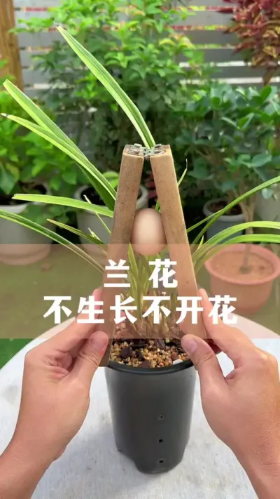 ҲŻҪô# #ֲ #С֪ʶ