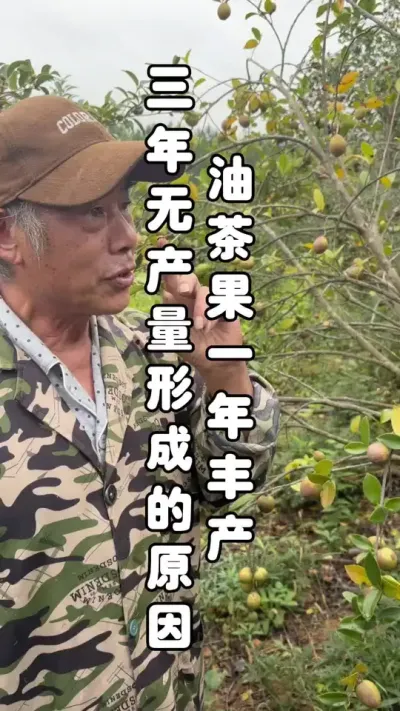 首先要解决枝与干的比例 #油茶种植 #油茶管理 #来抖音学农技 #田间地头实操干货 #油茶种植技术