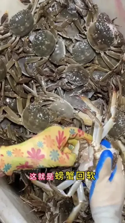 如果你螃蟹有回软掉膏，不重视那你今年注定卖不上好价格。#螃蟹养殖 #鱼虾蟹养殖 #河蟹养殖 #大闸蟹养殖 #三农 @DOU+小助手 @DOU+上热门