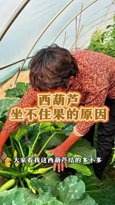 西葫芦坐不住果什么原因，你的西葫芦结的多吗？#大葱种植 #三农 #西葫芦 #西葫芦种植 #蔬菜杨大姐 @抖音创作小助手 @DOU+小助手 @DOU+上热门