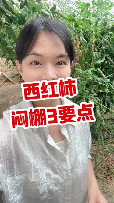 #西红柿种植 #记录我的种植生活 #大棚西红柿 #闷棚  闷棚菌在橱窗 点个关注吧 @抖音小助手