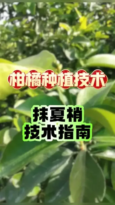 #上热门 5月柑橘夏梢管理实战：抹梢技巧+避坑指南，保果稳产这样做！ #柑橘种植技术 #三农种植 #赣南脐橙 #砂糖橘