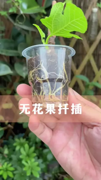 ޻߳ɻǤҪ#ֲ #С֪ʶ #İ